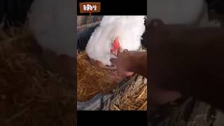 암닭이 품고있는게...와우#shorts