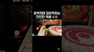 잔인한 호박 악세ㄷㄷ #겟앰 #겟앰프드 #겟앰비숑