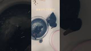 물놀이가 그리좋아?#트랜드 #미운우리새끼 #오리 #귀여…