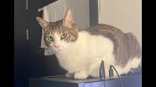 엘소드 레버 머전