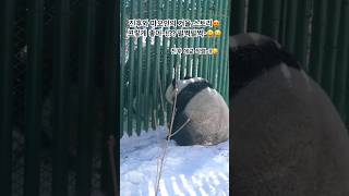 진후와 먀오인의 겨울스토리너무 아름답네요  와우 어쩜 …