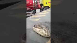 Wow Wow Real Anaconda in Pakis…