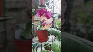 뉴질랜드앵초 와우. 의정부들꽃사랑