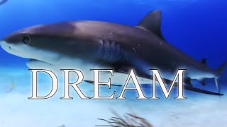 2700 subscribers WOW thanks to all of you LIVING YOUR DREAMS wreck diving hawaii bahamas