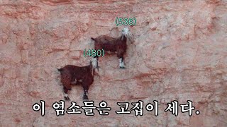[ElswordKR/엘소드] 염소가 초상에 오르는 이유…