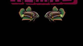 Wowwow sarang betok ngabus