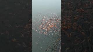 Wow wow ngày cá tháng tư