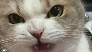 리니지 강남 랭커기사 ㄱㄱㄱㄱㄱㄱ게일