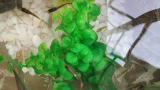 Wow wow  New guppy pond update