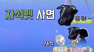 자석펫은 흑우의 상징 메이플스토리