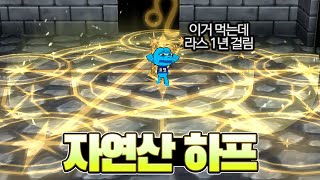 1년 만에 먹는 자연산 하프