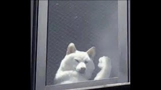 겟앰프드 뱅뱅뱅 흐쟁이 돈빵