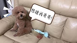 Meow Meow amp Wow Wow Video