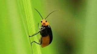 사녹에 있는 벌레가 말을 건다면 배틀그라운드