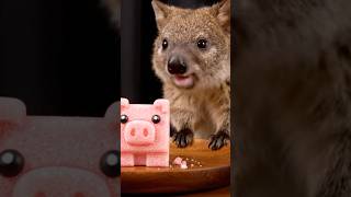 ASMR Mukbang | Quokka Eats Min…