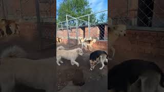 리니지M 현재 서열순위!!