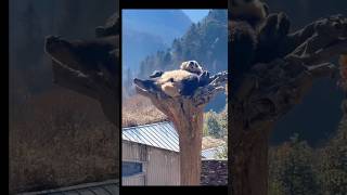 와우 너무나 평온해요 어쩜 이럴수가 아기판다의 꿀잠❤️…