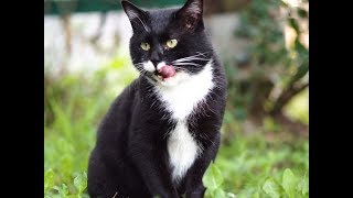 배틀그라운드 고양이가 플레이한다옹