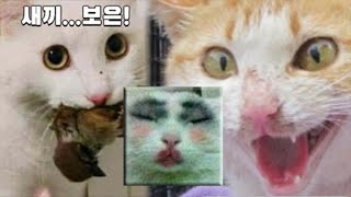 디아블로2 개막장 똥통 라이브 2022 5.3