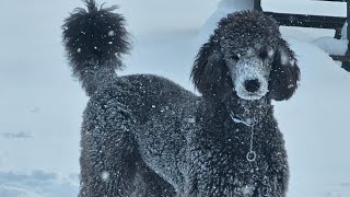 #홍단이#와우 일요일 춥다요~~~~❤️❤️❤️