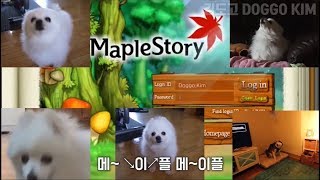 차분함 추억의 메이플스토리 강아지 리믹스  가사 gabe the dog cover