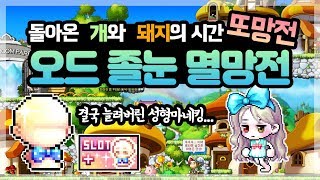 메이플스토리 돌아온 개와 돼지의 시간  오드졸눈 성형 멸망전