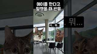 [메이플]메이플 한다고 말했을 때 주변 반응(# #메이플스토리,#메이플 ,#고양이)
