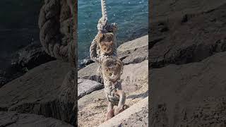 서커스대기중인..고양이들..ㅋㅋ살아있네.와우^♡♡