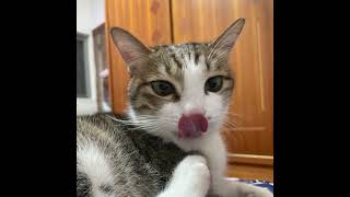 《엘소드/Elsword TW》YEE BEE YA YA