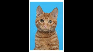 짱스튜브-와우 디스커버리 검은 심연의 나락 야드 짧방