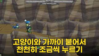 겟앰프드 챌린지 도전! 꽃보다 고양이